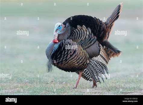 A Strutting Wild Turkey Meleagris Gallopavo Western Montana Stock