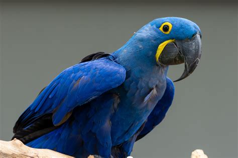 Guacamaya Azul Hábitat Y Características Mis Animales