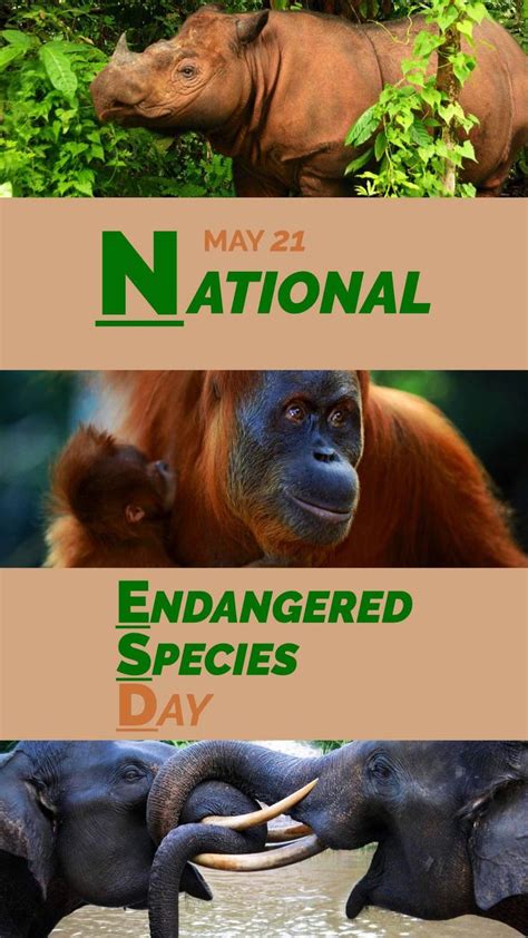 National Endangered Species Day 2021 Endangered Species Photography