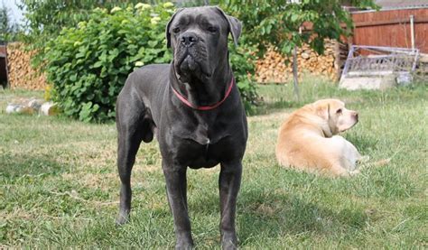 Cane Corso Dog Breed Characteristics Mixes And Pictures