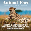 Animal Facts Of The Day With A Funny Twist | Lazy Penguins | Animal ...