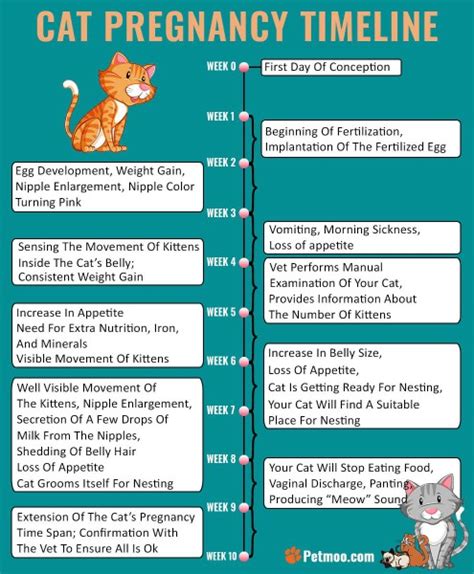 Pin On Cat Development Stages