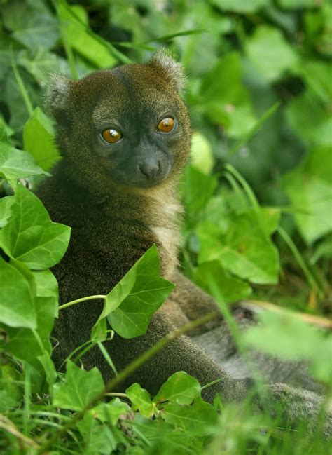Greater Bamboo Lemur Greater Bamboo Lemur At Besanconbelieved To Have