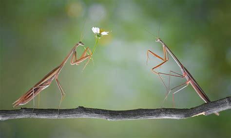 Yudy Sauws Photographs Of A Praying Mantis Mating Ritual Daily Mail Online