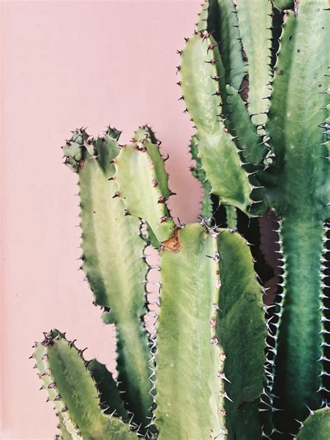 What Is Cactus Fusarium - Treating Fusarium On Cactus Plants