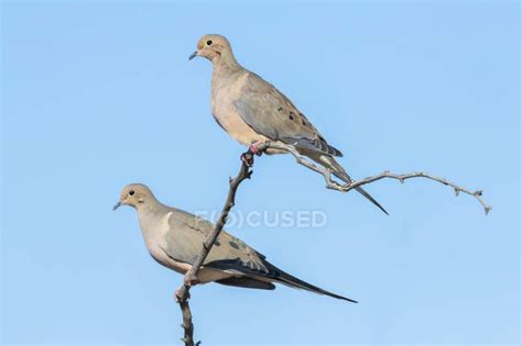 Pair Of Mourning Doves Zenaida Macroura Perched On A Bare Branch