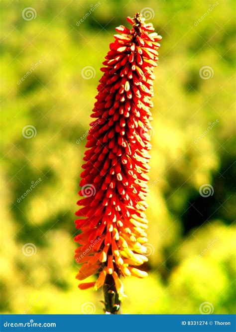 Ethiopian Flower Stock Photo Image Of Ethiopia Petal 8331274