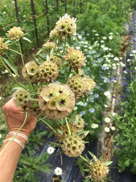 Scabiosa Stellata