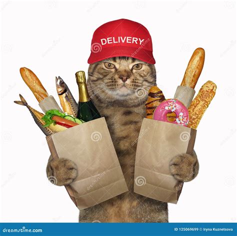 Cat Holds Grocery Bags Stock Image Image Of Service 125069699