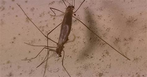 U P Mosquito Sex Album On Imgur