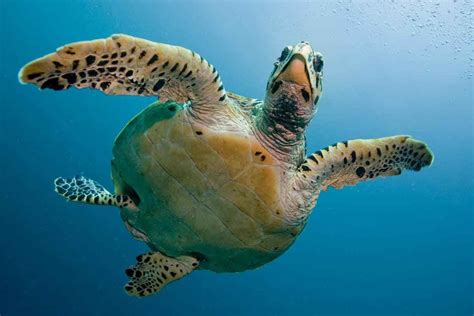 海龟出没佛罗里达海滩进入海龟筑巢季 NAEH 北美经济导报