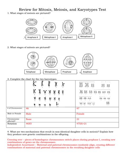 Phases Of Meiosis Worksheet Answers
