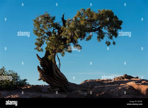 Juniper Tree Dead Horse Point State Park Moab Utah Stock Photo Alamy