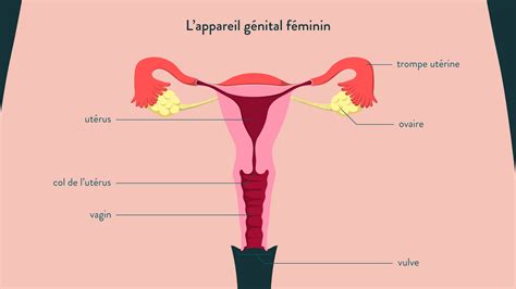 Anatomie De Lappareil Génital Féminin Dr Ahmed Skhiri