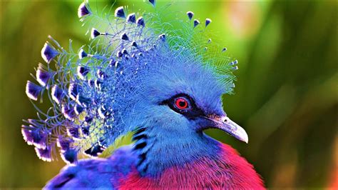10 Most Beautiful Birds On Planet Earth 2 Youtube