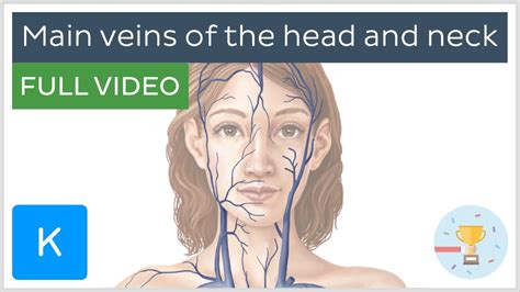 Full Video Main Veins Of The Head And Neck Human Anatomy Kenhub Youtube