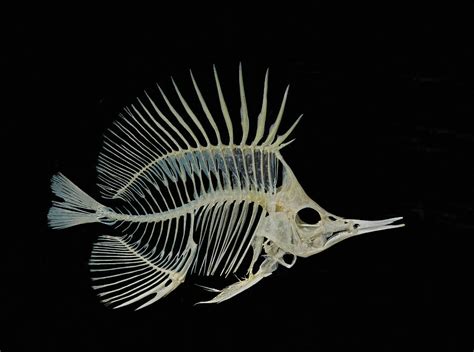 Forceps Butterfly Fish Skeleton Photograph By Millard H Sharp Pixels