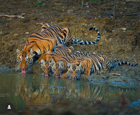 Mother Tiger And Three Of Her Cubs Quenching Their Early Morning Thirst