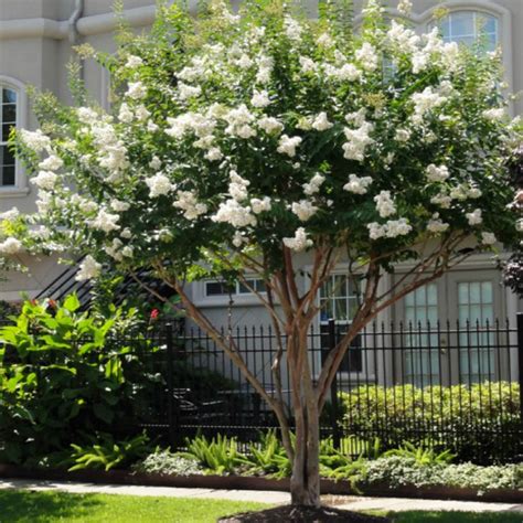 Crape Myrtle White — The Living Urn