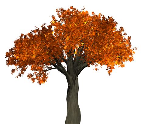 Autumn Tree Png png image
