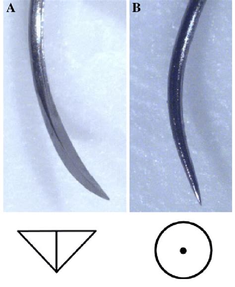 Two Common Types Of Surgical Needle Used To Suture Wounds A Reverse