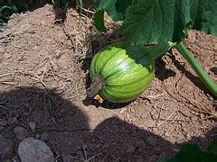Mar 09, 2019 · they need to be planted in raised mounds 8 to 12 inches high and 12 to 18 inches across the whole area. Planting Pumpkins