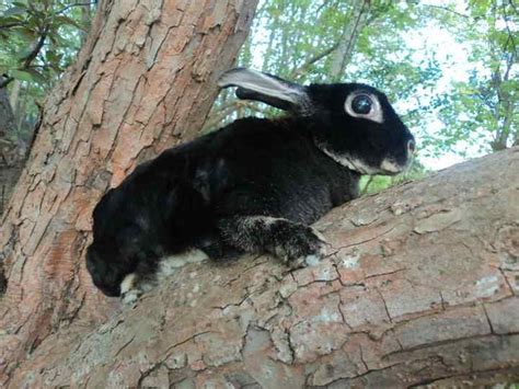 Can Rabbits Climb Trees Everything You Need To Know