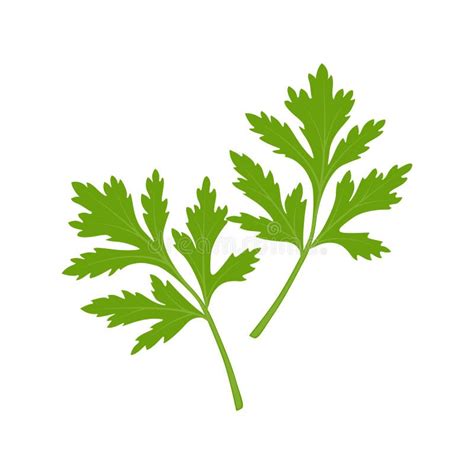 Cilantro Stock Vector Illustration Of Tasty Herbal 269993683