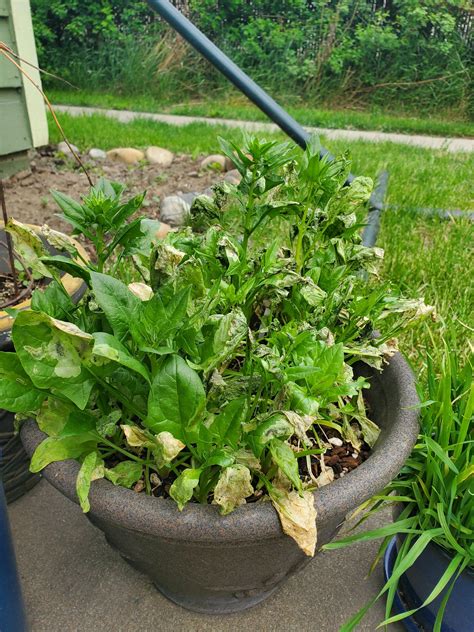 So, how much sun does a beautiful vegetable garden need? Help my Spinach! What am I doing wrong? Too much water ...