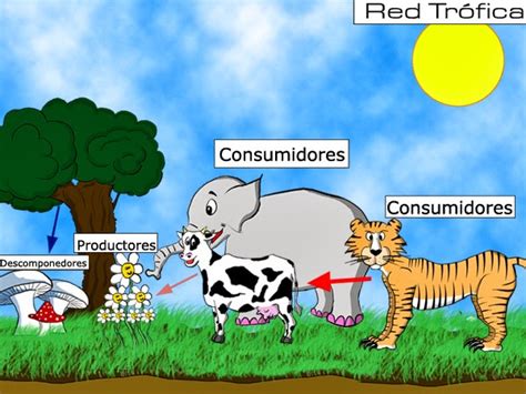 Clasificacion De Los Seres Vivos Los Consumidores