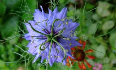 Check spelling or type a new query. 5 Cara Budidaya Tanaman Jintan Hitam (Panduan Lengkap)