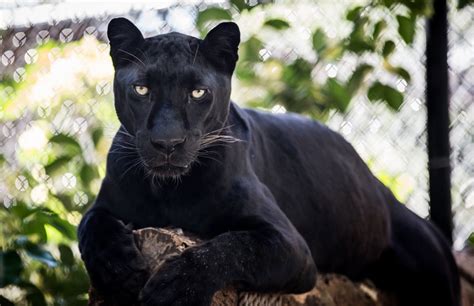 Black Leopard Panther Wild Cat Predator Face Is Sports