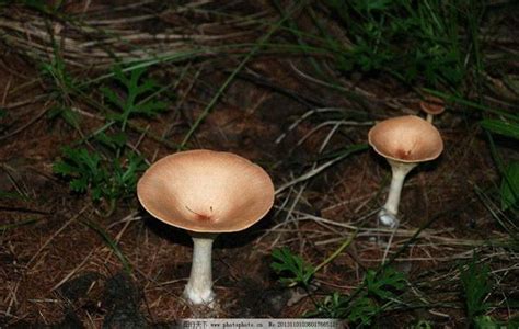 Edible Mushrooms Found In Arkansas Miss Chen Garden