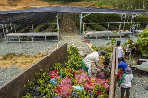 Pusat Persemaian Bibit Tanaman Di Ikn Nusantara Antara Foto