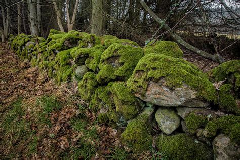 Mossy Stone Fence Photograph By Brian Grzelewski Fine Art America