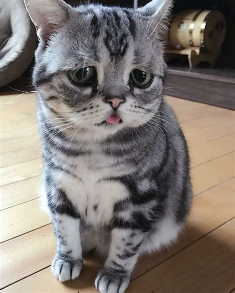 Meet Luhu Whose The Saddest Cat In The World And Her Pictures Will