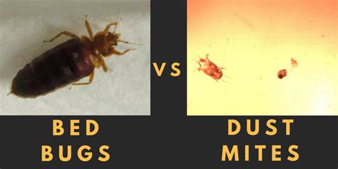 The Difference Between Bed Bugs And Dust Mites By Airmid Healthgroup