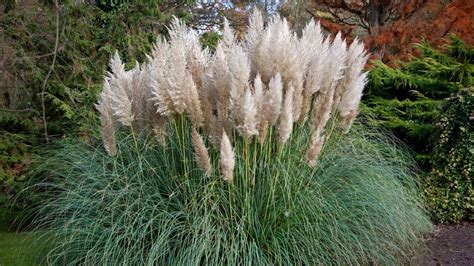 When To Plant Pampas Grass For A Fabulous Ornamental Grass