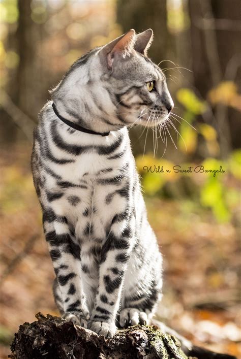 One Of Our Silver Bengal Cat Breeders See Our Kitties At