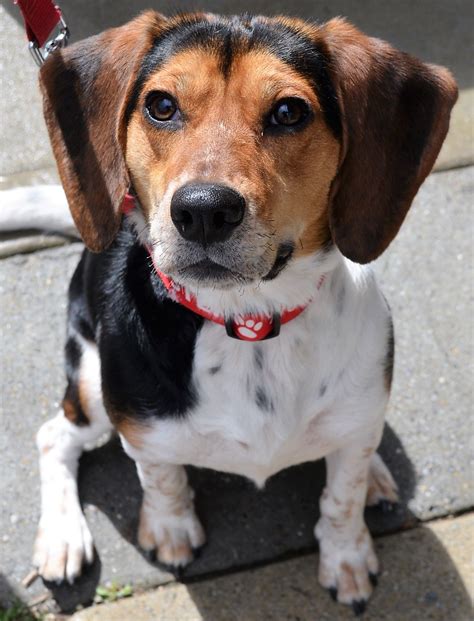 At atlanta petsmart pet stores, you'll find essential pet supplies and services. Beagle dog for Adoption in Atlanta, GA. ADN-481599 on ...