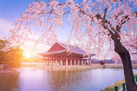 Spring has officially sprung in korea! Gyeongbokgung Palace Cherry Blossom Tree Spring Time Seoul ...
