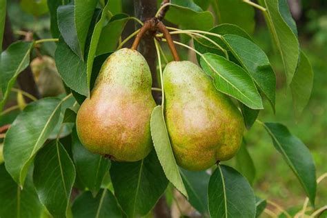 How To Grow Pear Trees In Eastern Idaho East Idaho News