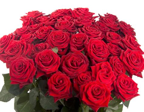 18 Roses For The Debutante