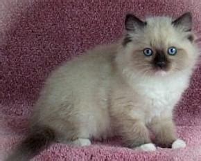 The good thing is that they tend to shed in clumps that are easily cleaned up. Best 11 Cats that don't shed that much images on Pinterest ...