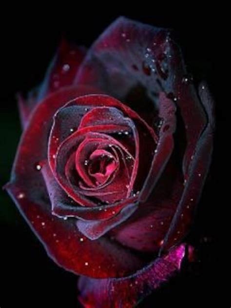 Red And Black Rose Seeds Etsy