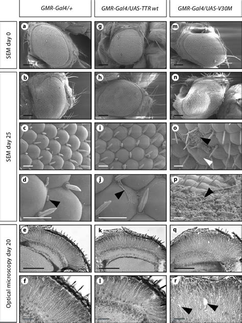 eye morphology of transgenic drosophila at 26 ° c scanning electron download scientific