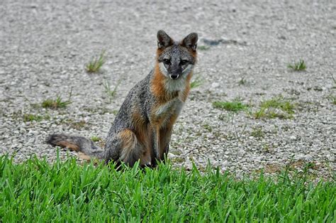 Are Florida Foxes Dangerous Wildlife Troopers