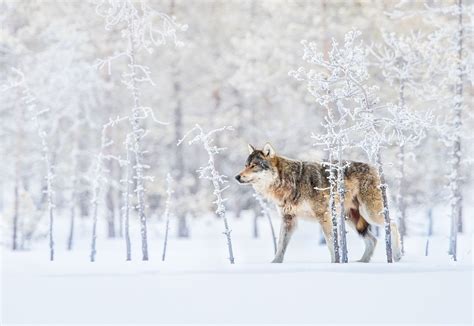 Winter Wolf Image National Geographic Your Shot Photo Of The Day