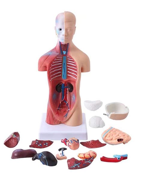 Buy 28cm Mini Human Torso Model Detachable Organs And Body Parts