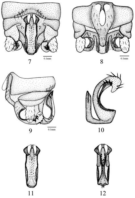 Amphinemura Lingulata Male Structures 7 Terminalia Dorsal Aspect 8